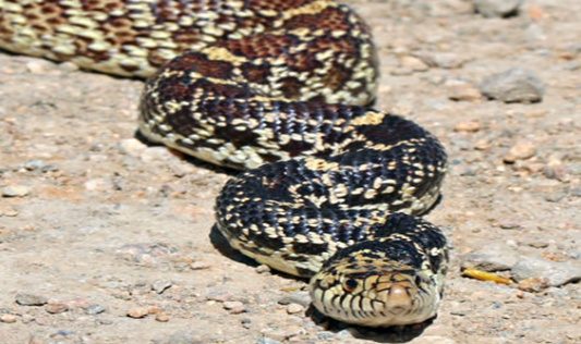 Snowy and the Serpent: A Heroic Tail from the Backyard