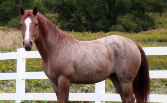 Strawberry: The Horse With Heart